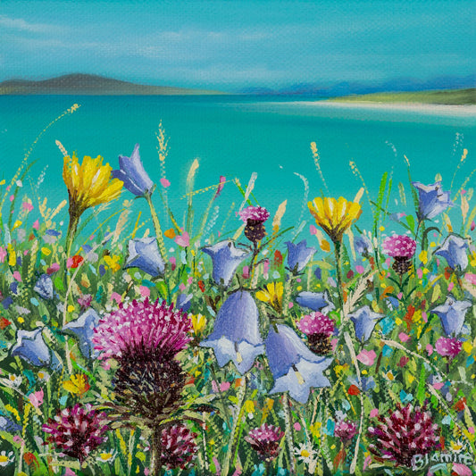 Clachan sands summer wildflowers 